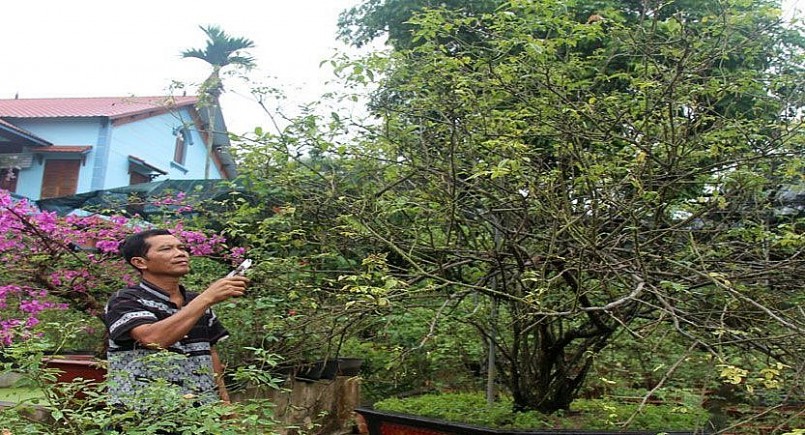 Cây hồng Vân Khôi hơn 50 năm trong vườn hoa hồng vạn người mê của gia đình anh Hoa.