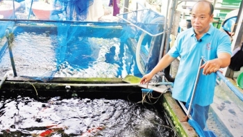 Mua cá cảnh về nuôi cho thoả đam mê, bất ngờ có thu nhập tiền tỷ