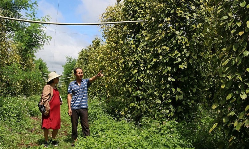 Anh Lê Hùng Huấn (ngụ xã Ia Blang, huyện Chư Sê, Gia Lai) có diện tích hơn 7ha, tất cả đều được trồng theo hướng hữu cơ.