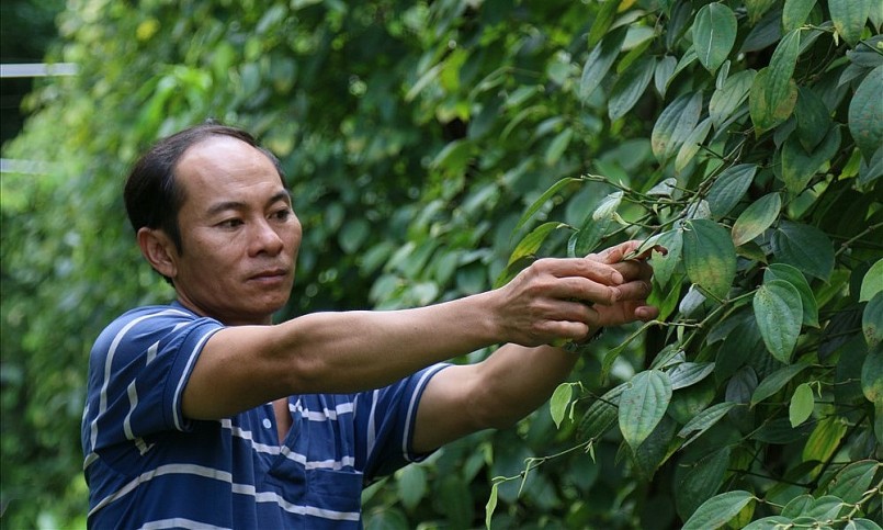 Nhiều năm qua, vườn tiêu của anh Huấn vẫn xanh tốt, cho năng suất ổn định. 