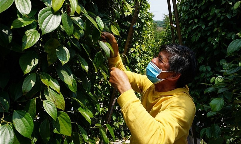 Ông Huỳnh Mau trong vườn tiêu đạt chứng chỉ organic (hữu cơ).