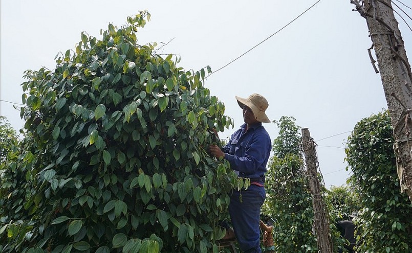 Vườn tiêu sạch của ông Mau tạo thêm nhiều công ăn việc làm cho lao động địa phương.