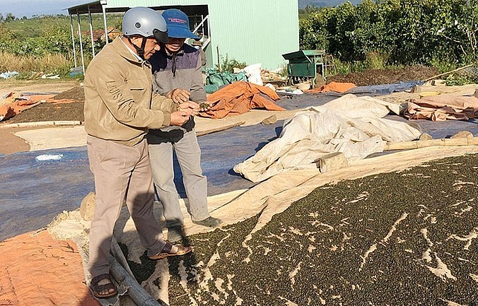 Việc sản xuất hồ tiêu theo hướng hữu cơ không những nâng cao thu nhập mà còn đáp ứng nhu cầu ngày càng khắt khe của thị trường nhập khẩu.