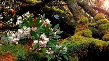 Vương quốc đỗ quyên trên đỉnh K'lang, phiên bản Avatar ngoài đời thực quyến rũ đến mê hoặc