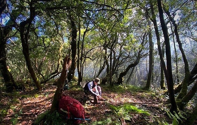 Tại đây, hơn 430 cây đỗ quyên hàng trăm năm tuổi đã được công nhận là cây di sản Việt nam. Trong đó, có hai loài đỗ quyên chính là lá rộng và lá kim. Chúng sống xen kẽ nhau, không có loài cây nào khác có thể chen vào được.