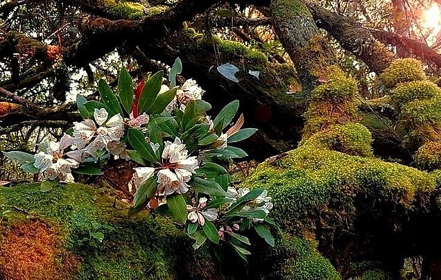 Quần thể đỗ quyên rừng mọc trên đỉnh K\'Lang (thuộc thôn Abanh 2, xã Tr\'hy, huyện Tây Giang, Quảng Nam) ở độ cao 2.005m. Khu rừng này được coi như báu vật của người Cơ Tu, và là một trong số ít rừng đỗ quyên nguyên sinh, còn lại ở Việt Nam.