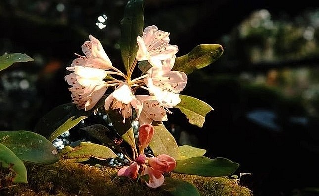 Từ tháng hai trở đi, hoa đỗ quyên nở dày đặc trên các triền núi. Sự giao thoa hai mạn Đông-Tây của đỉnh Trường Sơn khiến cảnh quan rừng đỗ quyên thay đổi chỉ trong vài bước chân. Hoa đỗ quyên ở đây có đầy đủ màu từ trắng, trắng pha hồng, tím, đỏ.