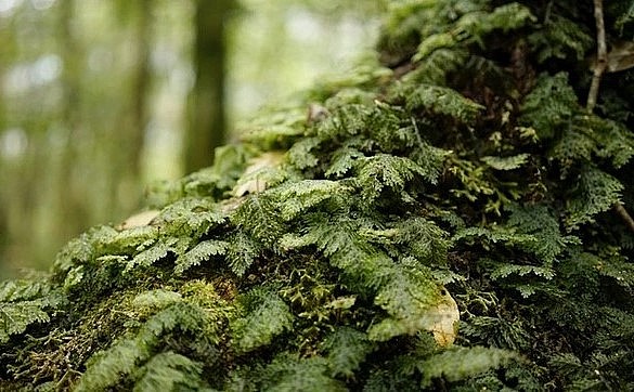 Khắp nơi chỉ có màu xanh mướt của rêu. Lớp rêu dày đến mức đứng bên trên cảm giác êm chân và hơi nảy như lò xo. Nắng xiên qua những tán cây rừng, mùi sương hòa với mùi cỏ cây đặc trưng.