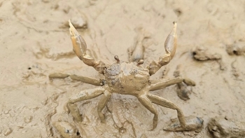 Loài đặc sản tên nghe rất lạ giống con cua mà sao ai cũng muốn thưởng thức dù giá đắt đỏ?