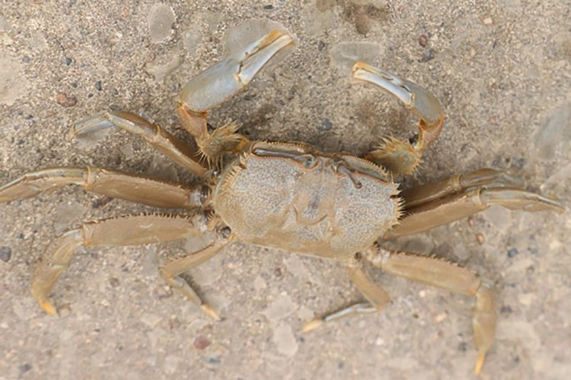 Con khều biển to gần bằng loài cua đồng trưởng thành song thịt săn chắc và ngọt hơn Con khều biển to gần bằng loài cua đồng trưởng thành song thịt săn chắc và ngọt hơn