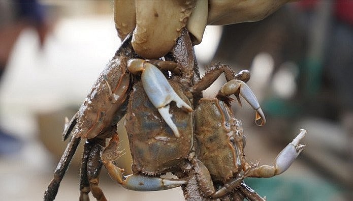 Con khều có hình dáng giống với con cua đồng. Con khều có hình dáng giống với con cua đồng.