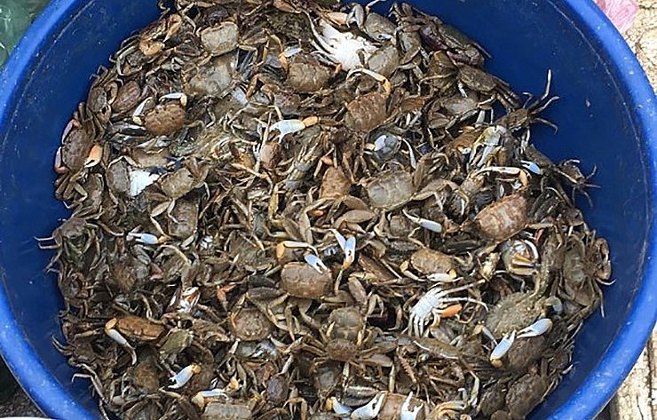 Trước kia người dân chủ yếu bắt khều về nấu canh cải thiện bữa ăn nhưng những năm gần đây, khều được biết đến nhiều hơn nên giá cả vì thế cũng tăng cao hơn. Trước kia người dân chủ yếu bắt khều về nấu canh cải thiện bữa ăn nhưng những năm gần đây, khều được biết đến nhiều hơn nên giá cả vì thế cũng tăng cao hơn.