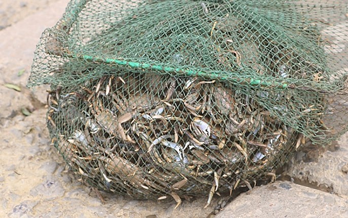 Con khều được dùng để nấu canh hoặc làm bún riêu tại các nhà hàng với vị thơm, ngọt riêng. Ở Thanh Hóa, khều được bán với giá khoảng 60.000-80.000 đồng/kg tùy thời điểm. Con khều được dùng để nấu canh hoặc làm bún riêu tại các nhà hàng với vị thơm, ngọt riêng. Ở Thanh Hóa, khều được bán với giá khoảng 60.000-80.000 đồng/kg tùy thời điểm.