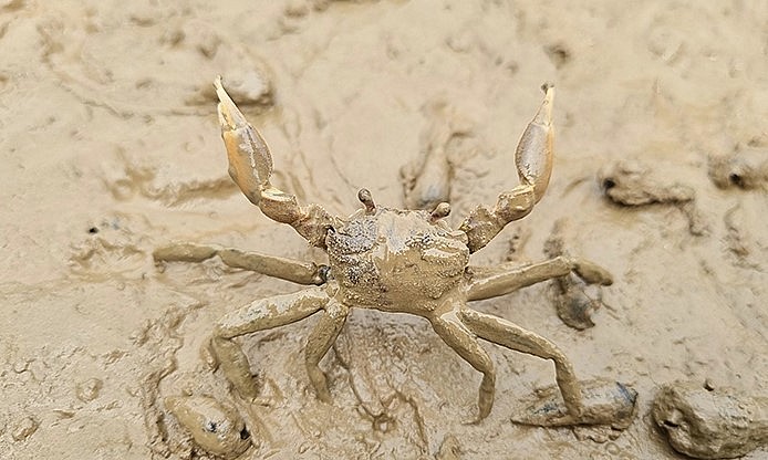 Ở Thanh Hóa có một loài có tên gọi lạ, đó là con khều. Ở Thanh Hóa có một loài có tên gọi lạ, đó là con khều.