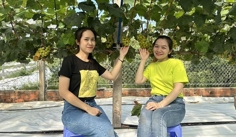 Du khách thích thú bên vườn nho ngoại của lão nông Tây Đô.