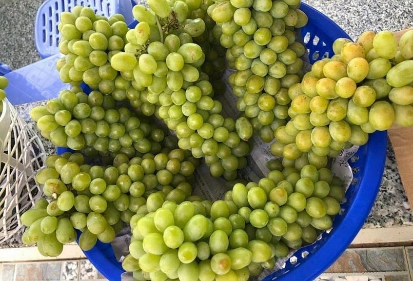 Du khách đến tham quan vường nho và thưởng thức với giá 