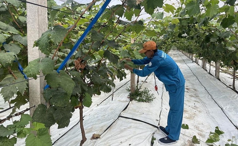 Để trồng thành công giống nho mẫu đơn khó tính này, ông Duy đã đầu tư hàng tỷ đồng.