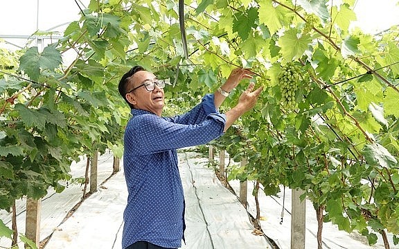 Ông Nguyễn Bá Duy người đầu tiên trồng thành công giống nho mẫu đơn tại Cần Thơ.