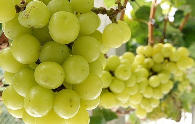 Những chùm nho mẫu đơn trĩu giàn và căng mọng rất hấp dẫn.