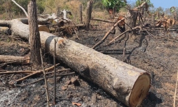 Huyện Sơn Động (Bắc Giang): Phạt hai cá nhân phá rừng trái pháp luật 51 triệu đồng