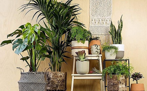Cây cảnh có vai trò lớn trong phong thủy nhà ở.