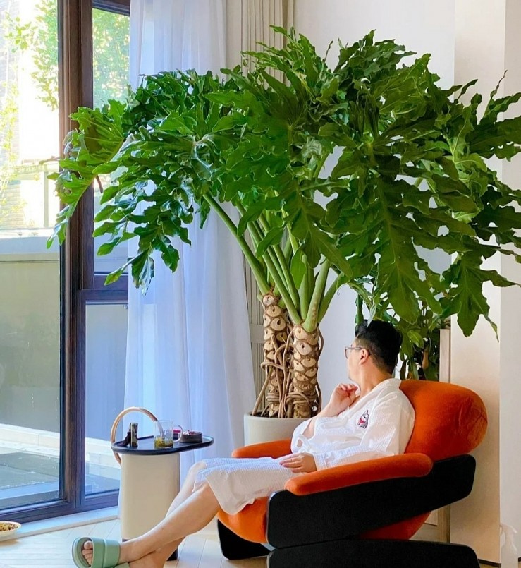 Cây cảnh cũng có thể tạo ra năng lượng để thay đổi trường không khí trong những trường hợp đặc biệt.