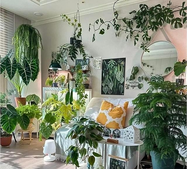 Để đảm bảo phong thủy tốt cho cây trồng, tốt nhất bạn nên chọn những loại cây có thân và lá tròn, bề mặt rộng.