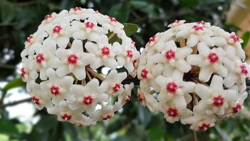 3 loại hoa ưa bóng, trồng ở ban công hướng Bắc ít nắng vẫn nở hoa rực rỡ