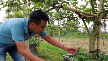 Kỹ sư tạo thế cây cảnh độc lạ khi ghép mắt chanh vào gốc bòng, tưởng tay mơ ai ngờ có trong tay tiền tỷ