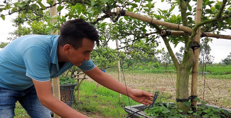 công việc ghép mắt cây chanh vào gốc bòng và tạo thế bonsai 