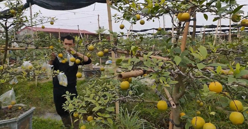 Đến nay Tuấn Anh đang có 5000 gốc chanh tứ quý bao gồm các loại. 