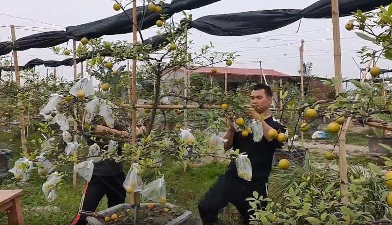 Cứ vào thời điểm đầu năm, gia đình Tuấn Anh tiến hành tỉa lá để chanh ra đợt quả đầu tiên.