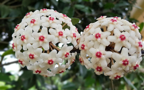 3 loại hoa ưa bóng, trồng ở ban công hướng Bắc ít nắng vẫn nở hoa rực rỡ