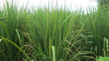 Củ niễng - Món ăn dân dã nhưng lại có tác dụng chữa bệnh