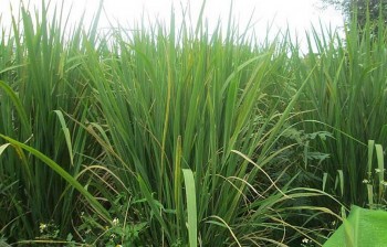 Củ niễng - Món ăn dân dã nhưng lại có tác dụng chữa bệnh