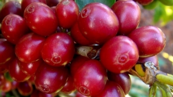 Giá nông sản hôm nay 06/5: Cà phê sàn kỳ hạn bật tăng mạnh, hồ tiêu khởi sắc chạm mốc 71.000 đồng/kg