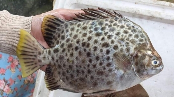 Loài cá "mặc áo da beo", xưa ít người ăn, nay thành đặc sản chế biến được nhiều món ngon ơi là ngon