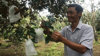 Ăn thử quả vú sữa đẹp mắt thấy ngọt mát, thơm dẻo quyết về nhân giống tạo ra vườn cây tiền tỷ