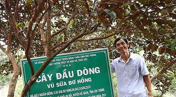 Ông Trần Văn Phương, xã Thới An Hội, huyện Kế Sách (Sóc Trăng) bên cây đầu dòng vú sữa bơ hồng. Ông Trần Văn Phương, xã Thới An Hội, huyện Kế Sách (Sóc Trăng) bên cây đầu dòng vú sữa bơ hồng.