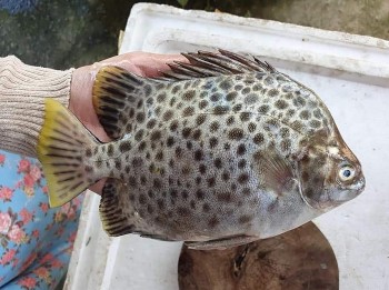 Loài cá "mặc áo da beo", xưa ít người ăn, nay thành đặc sản chế biến được nhiều món ngon ơi là ngon