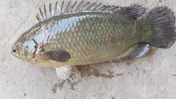 Những loài cá nước ngọt ngon nhất thế giới, loại số 5 cực bổ dưỡng cho bà bầu