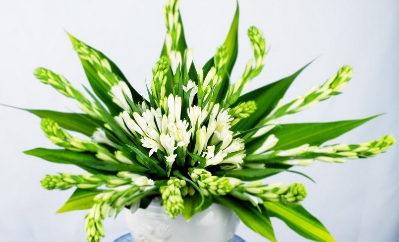 Hoa huệ được thị trường phía Nam ưa chuộng. 