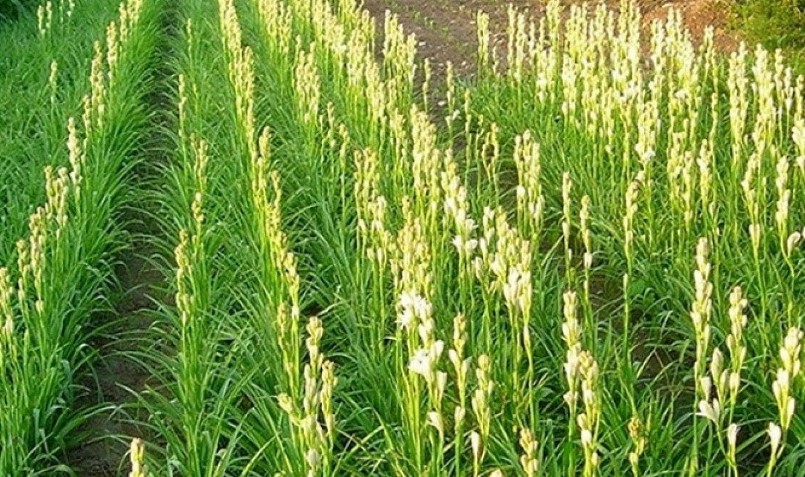 Vườn huệ trắng 1.000m2 đem lại thu nhập 15 triệu đồng/tháng.