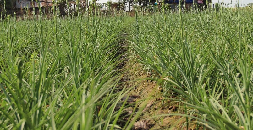 Huệ là loài hoa dễ trồng, dễ chăm sóc, trồng được quanh năm vốn đầu tư thấp.