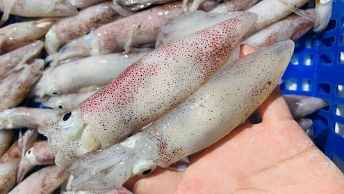 Loại hải sản xưa ít ai ăn, giờ thành đặc sản được ưa chuộng vì hương vị độc lạ, càng ăn càng mê