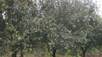 Tác dụng chữa bệnh của quả sơn tra