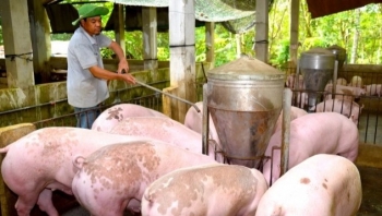 Giá heo hơi hôm nay 07/5: Dấu hiệu tăng yếu ớt nuôi heo càng lỗ nặng, chăn nuôi nông hộ đang 'chết mòn'?