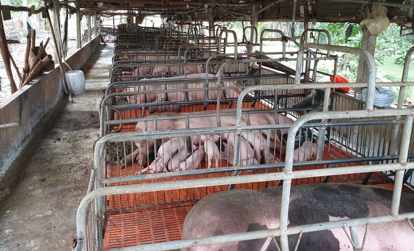 Giá heo hơi hôm nay vẫn duy trì ở mức thấp khiến chăn nuôi nông hộ gặp rất nhiều khó khăn vì thua lỗ kéo dài.