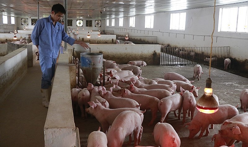 Giá heo hơi hôm nay khép lại với diễn biến trái chiều giữa các địa phương. 