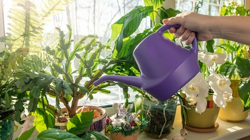 Tưới nước cho cây là một nghệ thuật, muốn cây tươi tốt cần nắm vững 4 “khẩu quyết” này